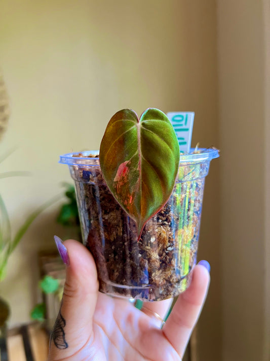 Pink Aurora Micans, Variegated Philodendron Cutting #10