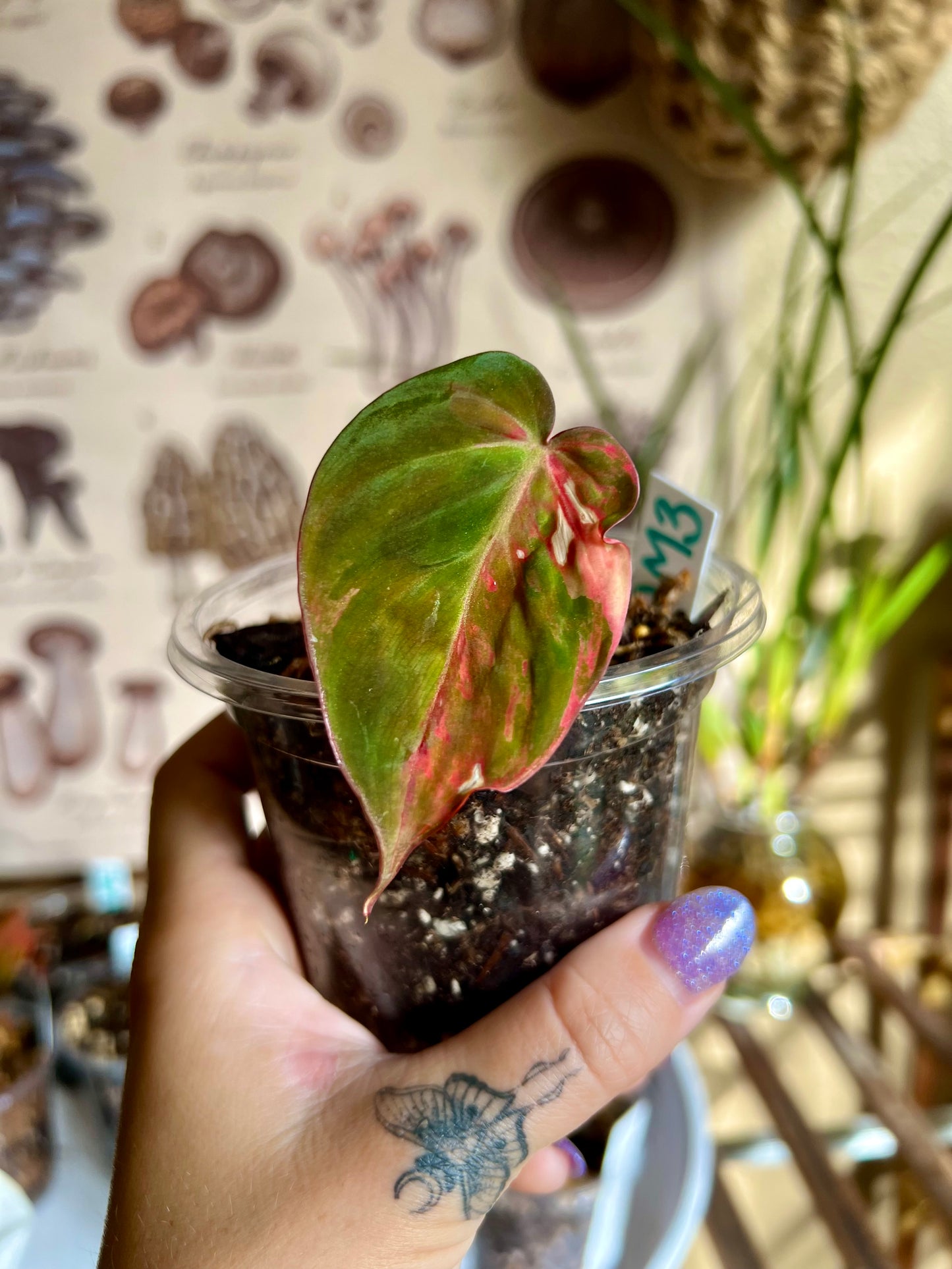 Half Moon, Pink Aurora Micans, Mid-High Variegation Philodendron Cutting #3