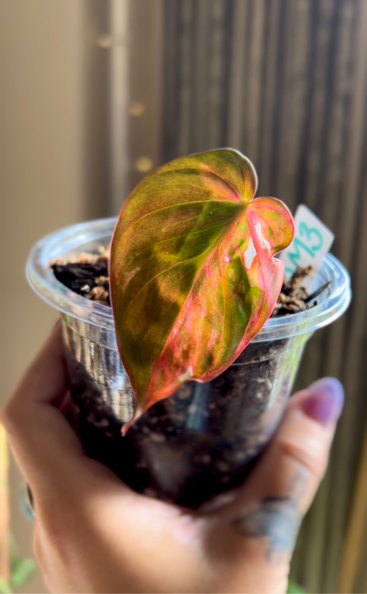 Half Moon, Pink Aurora Micans, Mid-High Variegation Philodendron Cutting #3