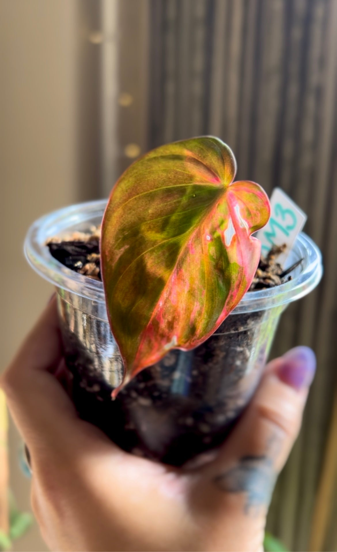 Half Moon, Pink Aurora Micans, Mid-High Variegation Philodendron Cutting #3