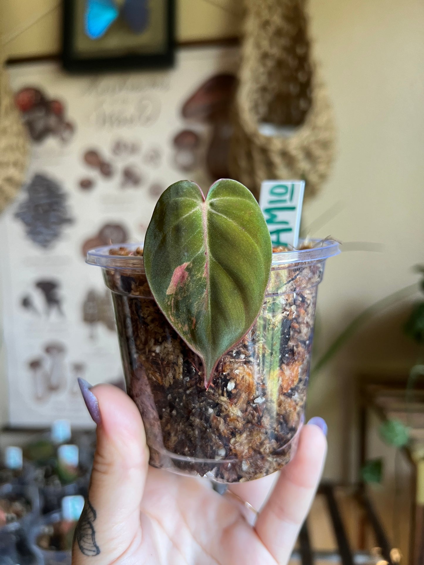 Pink Aurora Micans, Variegated Philodendron Cutting #10