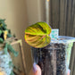 Pink Aurora Micans, Variegated Philodendron Cutting #9