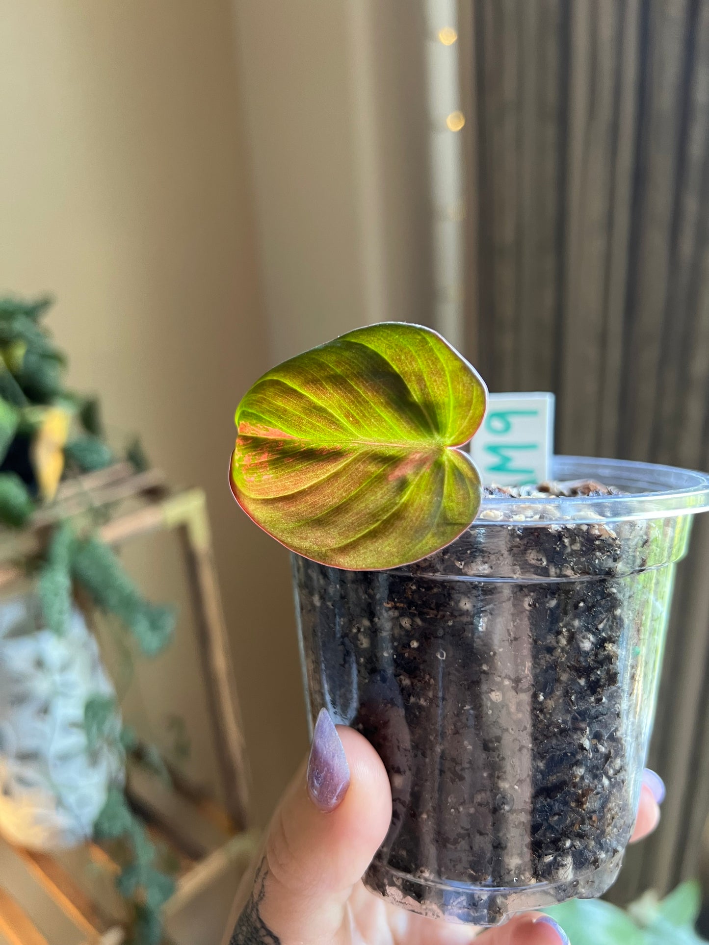 Pink Aurora Micans, Variegated Philodendron Cutting #9