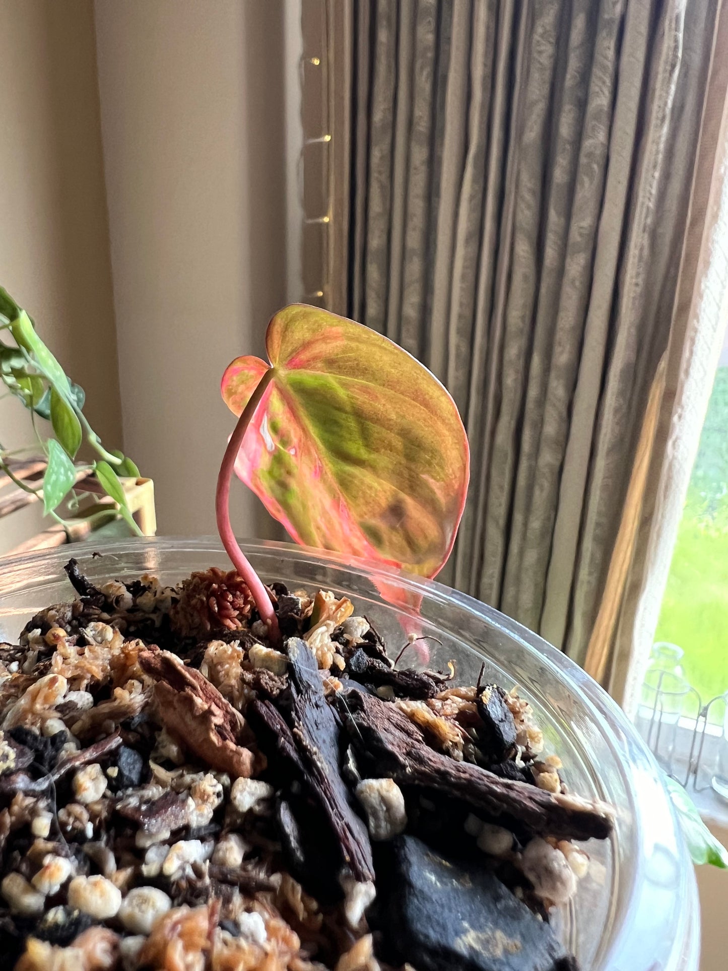 Half Moon, Pink Aurora Micans, Mid-High Variegation Philodendron Cutting #3