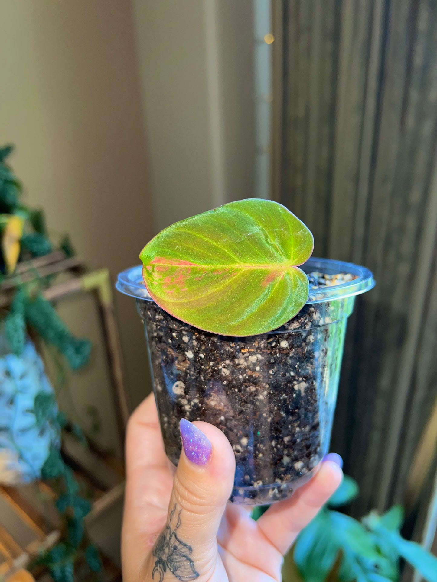 Pink Aurora Micans, Variegated Philodendron Cutting #9