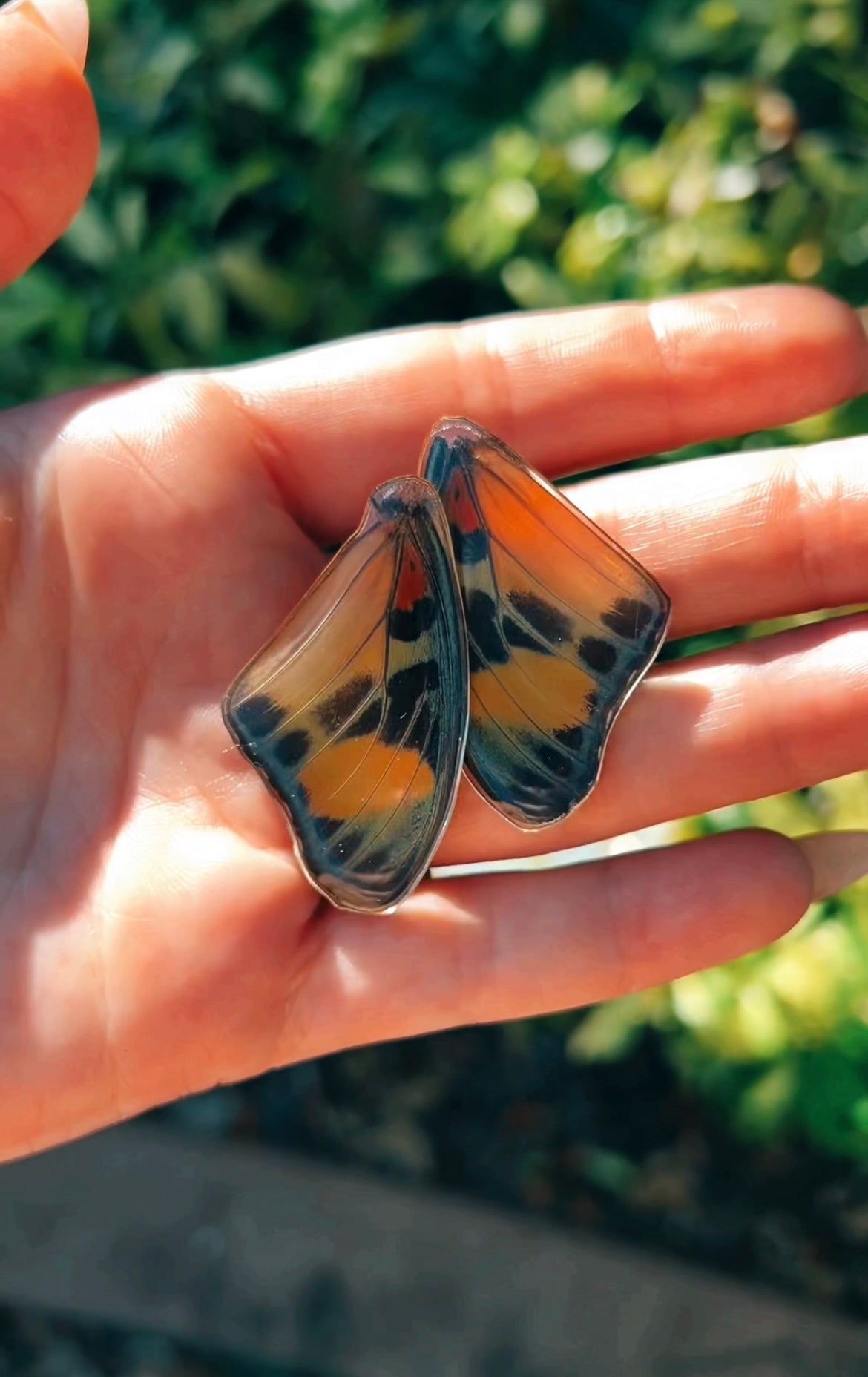 Asterope Verso Peru Butterfly with Mystic Titanium Tiger Eye